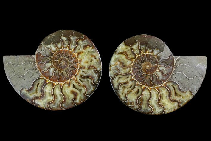Agatized Ammonite Fossil - Agatized #144104